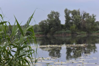 Arka planda sazlıklar ve söğüt ağaçları olan bir göl. Ukrayna.