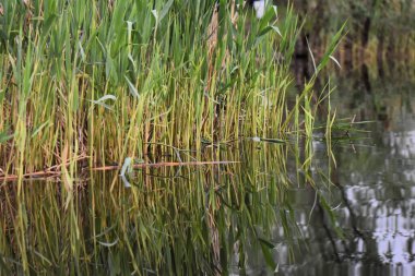 Gölün su yüzeyindeki sazlıkların yansıması..