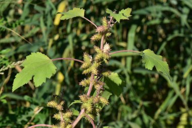 Xanthium strumarium, kısa, kalın ve dikenli gövdesi olan kaba, yaygın bir ottur..