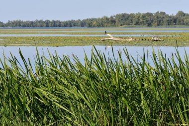 Ön planda sazlıklar ve ağaçlar olan bir göl manzarası