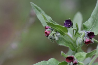 Mor çiçekleri kapatın Blackroot Tıbbı