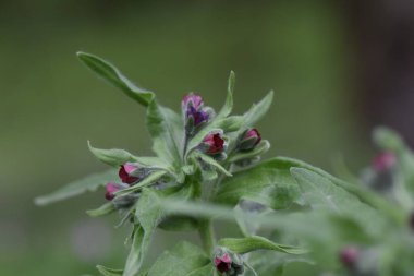 Mor çiçekleri kapatın Blackroot Tıbbı