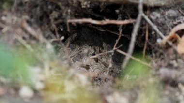 Yeraltında kara yaban arıları kovanı