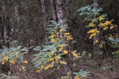 Ormandaki ağaçta sonbahar yaprakları, sığ alan derinliğine dikkat edin.