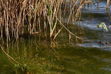 Ekim başında gölde sazlıklar
