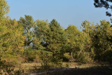 Ormandaki çam ağaçları mavi gökyüzünün arka planında