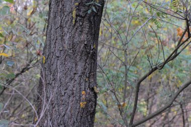Sonbahar ormanında ağaç kabuğu, yakın plan. Doğal arkaplan