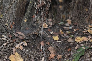Ormandaki yaşlı bir ağacın örümcek ağında düşen yapraklar.