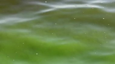 Dnipro nehrindeki yeşil çiçekli bitkiler orijinal suyla karıştırılmış.