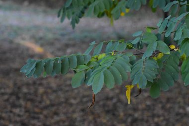 Ormandaki bir akasya ağacının dallarında sonbahar yaprakları.