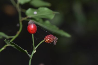 Yeşil yapraklı bir dalda kırmızı gül üzümü, sığ bir tarla derinliği