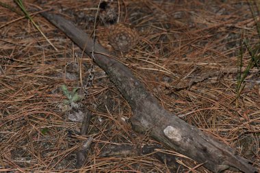 Ormandaki kuru iğnelerin üzerinde çam ağacı dalı. 
