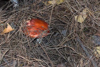 Amanita muscaria, agarik uç ya da çam ormanlarında mantar uç.