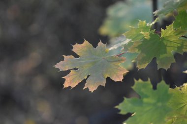 Ormanda sonbahar yaprakları, makro çekim