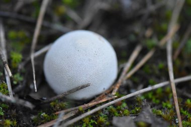 Ormanda beyaz yuvarlak mantarlar