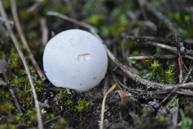 Ormanda beyaz yuvarlak mantarlar