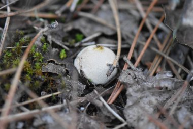 Ormanda beyaz yuvarlak mantarlar