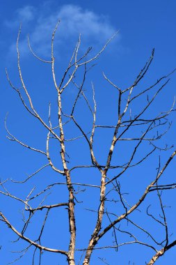 Mavi gökyüzüne karşı ölü ağaç, fotoğrafa yakın çekim.