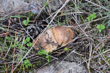 Sonbaharda yakın planda yerde tereyağlı mantar.