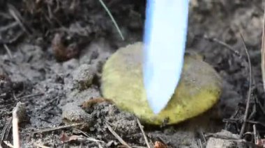 Çam ormanında kumda yetişen bir mantarı keserek.