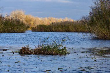 Sonbahar ağaçları ve sazlıklar güneşli bir günde gölde.