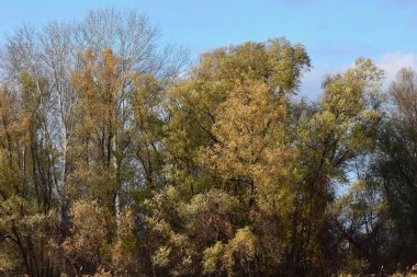 Sonbahar ağaçları ve sazlıklar güneşli bir günde gölde.