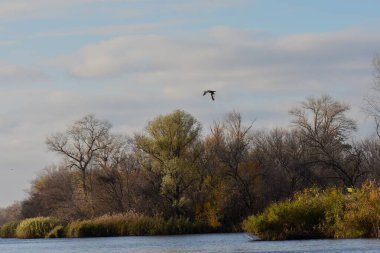 Sonbahar ağaçları ve sazlıklar güneşli bir günde gölde.