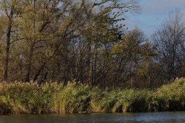 Sonbahar ağaçları ve sazlıklar güneşli bir günde gölde.
