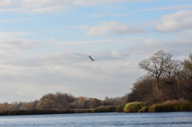 Sonbahar ağaçları ve sazlıklar güneşli bir günde gölde.