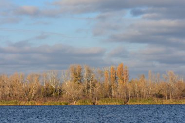 Sonbahar ağaçları ve sazlıklar güneşli bir günde gölde.