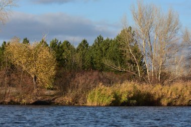 Sonbahar ağaçları ve sazlıklar güneşli bir günde gölde.