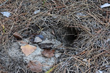Kasım ayının sonbaharında çam ormanında kumda bir delik
