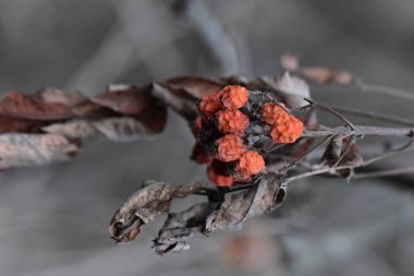 Sudaki ormanın yakınındaki bir dalda buzlu rowan (Acer saccharinum).