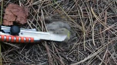 Ukrayna 'daki çam ormanında el yapımı mantar kesimi.