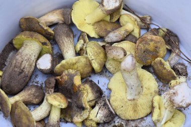 Beyaz kovadaki mantarlar. Boletus edulis. Ormanda.