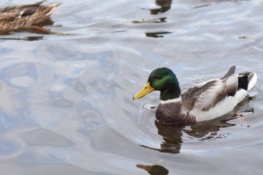 Ördek gölde yüzüyor, su damlacıkları da suyun üstünde.
