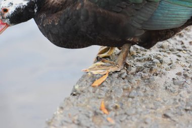 Muscovy ördeği (Cairina moschata), ördekgiller (Cervidae) familyasından bir ördek türü.
