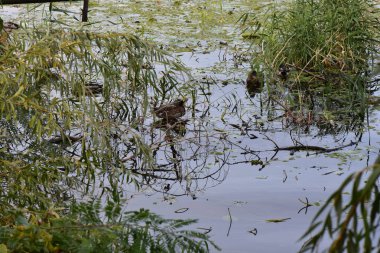 Yeşil çimen ve ağaçlardan oluşan bir arka planda suda ördek