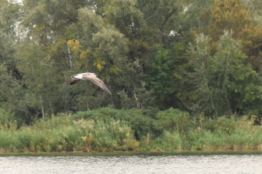 Yeşil otlarla dolu bir gölün üzerinde uçan martı.