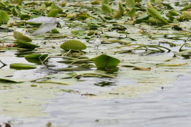 Zambak yapraklarında martı