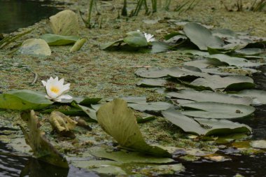 Nilüfer yapraklarıyla gölde beyaz su zambağı