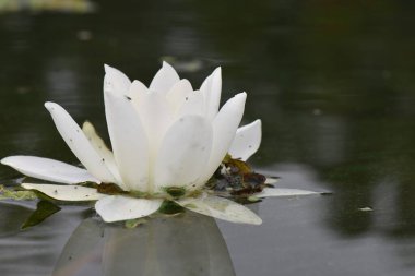 White water lily on the water surface with green leaves in the duckweed  clipart