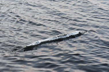 Buzlu donmuş ağaç gölün arka planında suyun içinde.