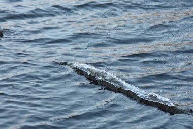 Buzlu donmuş ağaç gölün arka planında suyun içinde.