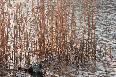 Gölde buzla kaplı kuru sazlıklar.