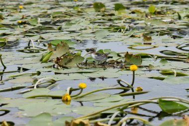 Küçük martı yavrusu sarı nilüferlerle dolu bir gölette
