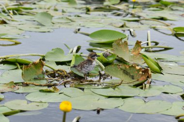 Küçük martı yavrusu sarı nilüferlerle dolu bir gölette