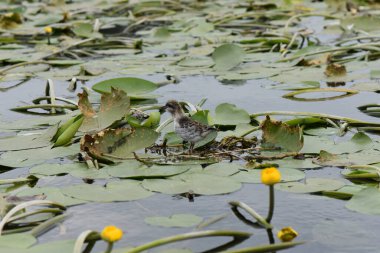 Küçük martı yavrusu sarı nilüferlerle dolu bir gölette