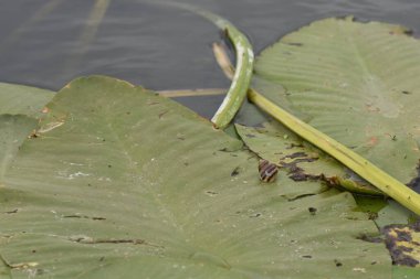 Su damlalı yeşil yaprak