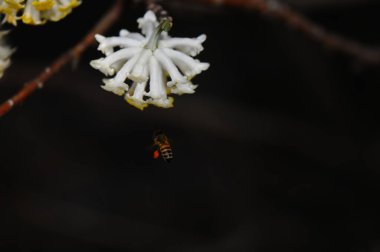 Honey bee flying to a white flower in the forest on a black background close up